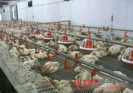 肉鸡饲养阶段 笼网肉鸡的饲养方法是什么