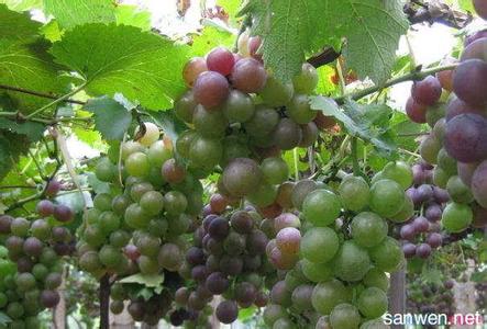 葡萄酒保存方法 葡萄的保存方法及食疗作用