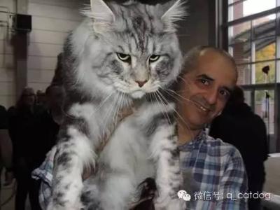 中国最大的猫 世界上最大的家猫