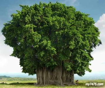 世界上树冠最大的树 世界上树冠最大的树是哪种