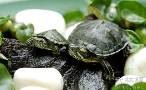 养巴西龟有什么禁忌 巴西龟的饲养方法