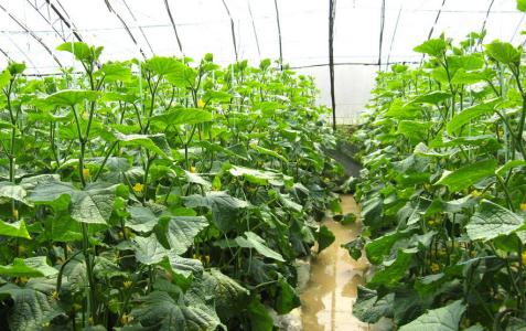 西红柿种植与管理视频 大棚蔬菜种植技术视频