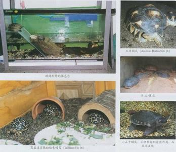 家庭怎么养龟 龟的习性与营养需求