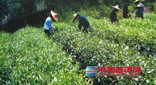 霍山黄芽采摘时间 霍山黄芽采摘与制作方法