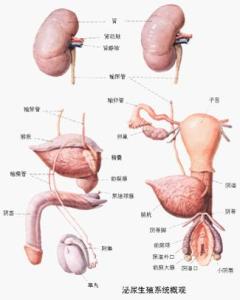 前列腺囊肿能根治吗 前列腺囊肿治疗方法