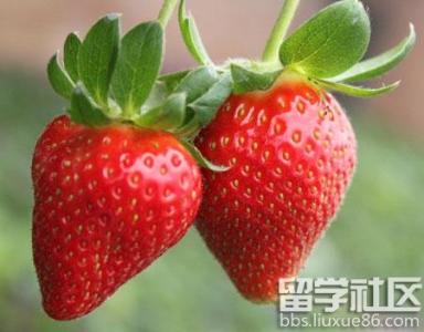小草莓是什么意思 种草莓是什么意思_什么是种草莓