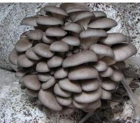平菇种植最简单方法 平菇的种植方法