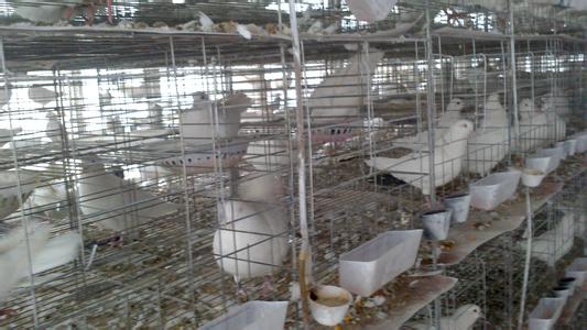 中国肉鸽饲养前景 肉鸽饲养的经验_肉鸽饲养有什么经验