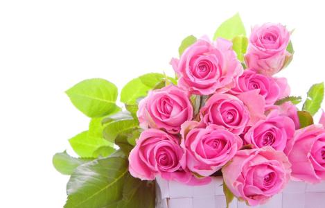 粉玫瑰花语是什么意思 粉玫瑰花语是什么