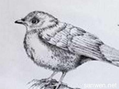 关于鸟儿的图片 关于鸟儿的铅笔画图片