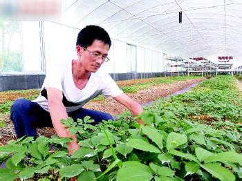 夏季大棚人参种植技术 大棚人参种植技术