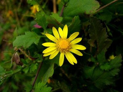 陶公祠的菊花 陶公祠的菊花阅读题答案