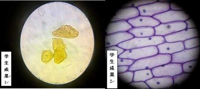 初中生物教学心得体会 生物教学心得体会精选