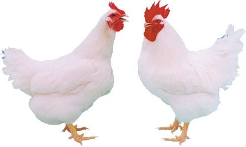 鸡包涵体肝炎 如何防控白羽肉鸡包涵体肝炎