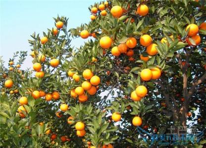脐橙种植技术 脐橙的主要种植种类有哪些