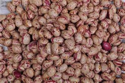 肾豆的做法大全 肾豆的功效与作用