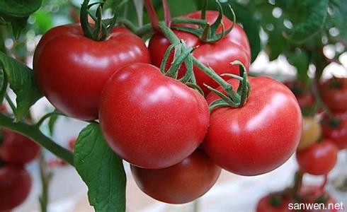 西红柿病虫害防治 如何防治西红柿的常见病害