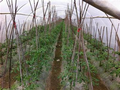 某蔬菜基地,200天内 某蔬菜基地种植西红柿
