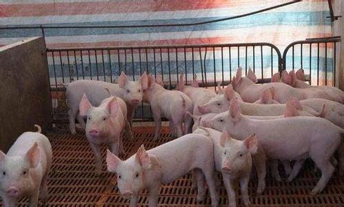 保育猪的饲养管理 保育猪饲养周期