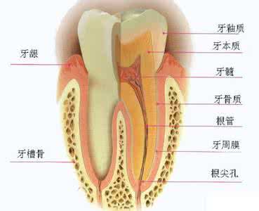 牙齿松动了怎么办 牙齿松动怎么做