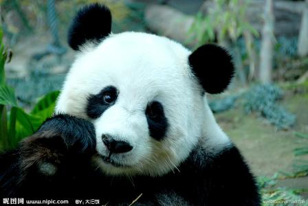 大熊猫图片大全可爱 大熊猫画画图片大全，大熊猫图片大全可爱