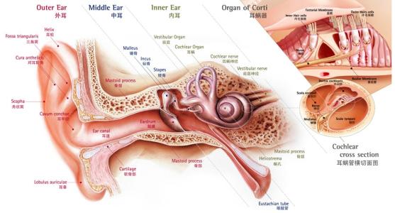 干咳的原因及治疗方法 耳聋的原因及治疗方法