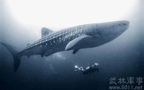 世界上最大的鲸鲨 世界上最大最长的鱼是鲸鲨