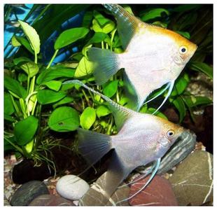 玻璃猫神仙鱼 神仙鱼的饲养与繁殖