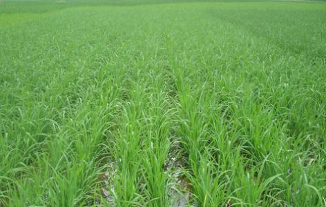 水稻种植合同 水稻种植承包合同_水稻种植承包合同样本