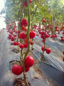 西红柿的种植方法 海阳种植西红柿的方法是什么