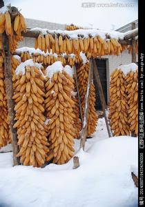 吃玉米有什么好处 冬天吃玉米好吗 冬天吃玉米有什么好处