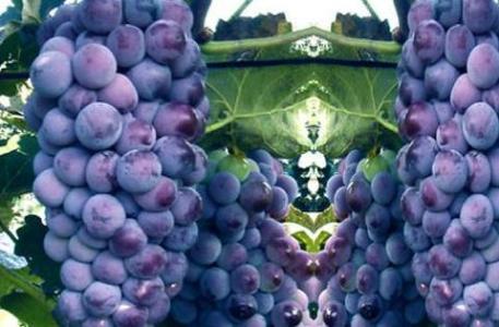 巨峰葡萄种植技术 巨峰葡萄的种植技术是什么