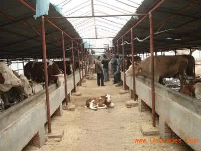 肉牛的饲养管理 肉牛的饲养方法_肉牛的饲养