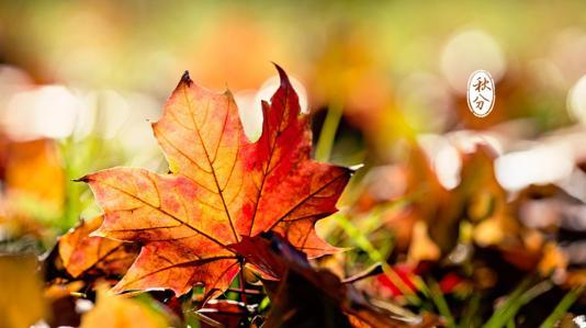 如何预防秋燥 秋分吃什么可以预防秋燥