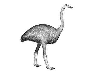 世界上最高的鸟 世界体型最大的鸟