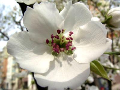 清明随感 愚人节随感