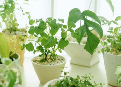 室内养植物的好处 适合室内养的植物？室内养植物的好处？