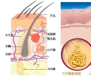 除腋臭的最好方法 除腋臭的好方法