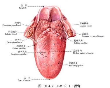 舌根对什么味道敏感 舌根对什么味道最敏感