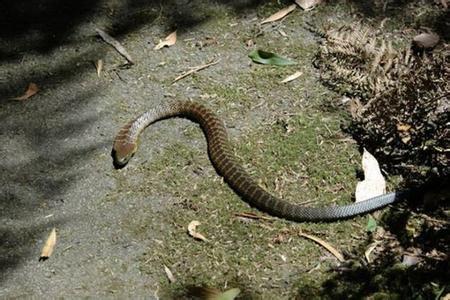 五步蛇 世界上最毒的蛇