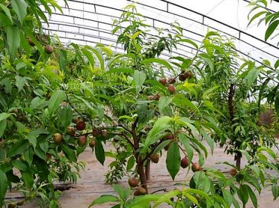 大棚油桃的浇水管理 大棚油桃种植技术