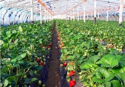 大棚草莓好种植不 大棚草莓种植效益分析