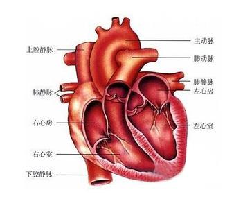 q10胶囊对心脏的坏处 心脏排毒方法