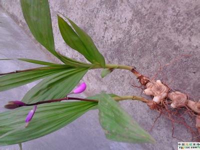 白芨的作用与功效 白芨价格走势 白芨的作用与功效