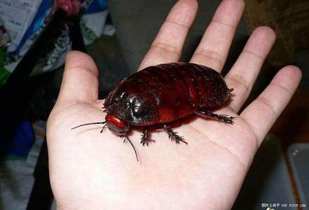 世界上最大的蟑螂图片 世界上最大的蟑螂