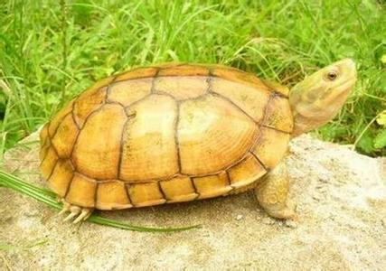 金钱龟怎么养长得快 金钱龟的习性与繁殖