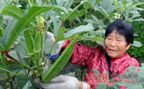 黄秋葵的种植方法 黄秋葵的种植方法是什么