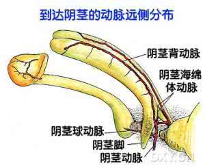 阳痿的临床表现 阳痿的预防方法与临床表现