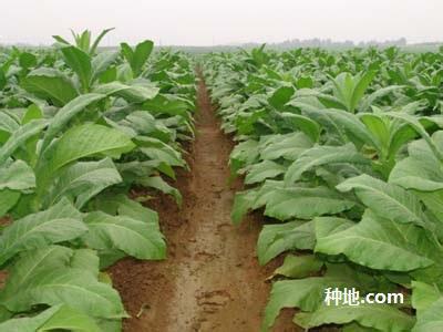 怎么种植烟 烟草如何种植