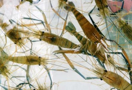 河虾养殖技术 河虾养殖的技术方法